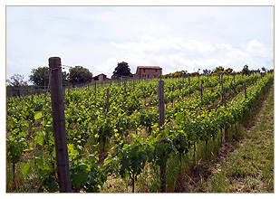 Vigneto